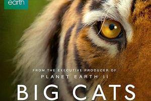 BBC¼Ƭè/Big CatsϼӢ[MP4/3.28GB]ٶ