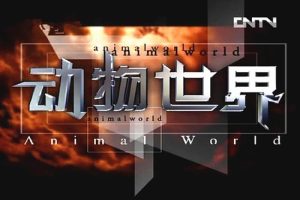 ¼Ƭ硷100(鲥)/Ƶϼٶء