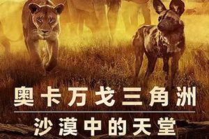 ¼ƬҴá79min(NetflixƷ)1080P/ԭ/Ƕ/Ƶٶء