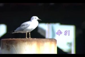 [2003][ڵ][-MV][ʱ-ǣ][MPG][101MB][ٶ]