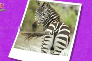 []Super Phonics + Time Songs + Animal Songs[1080P/MP3][ȫ14/ӢӢ][313.3M][ٶ]
