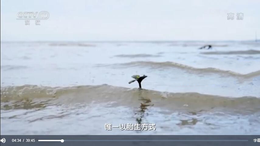 ¼Ƭڰ꡷[1080P][2 Ļ][ٶ]